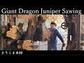 【製材】貝塚伊吹　暴れるキングギドラ　Giant Dragon Juniper Sawing