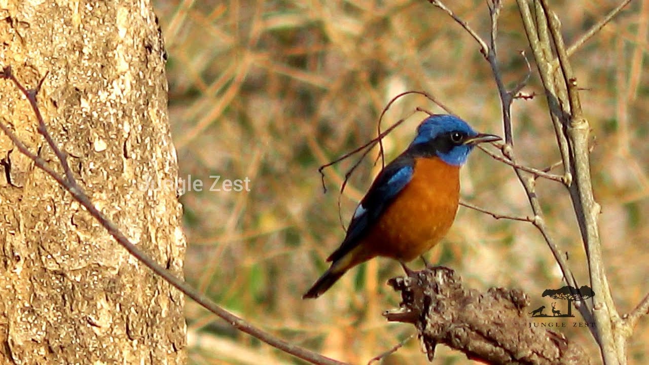 Indian Wildlife Safari - Blue capped rock thrush