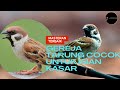 MASTERAN BURUNG  GEREJA TARUNG 10 JAM TANPA IKLAN, UNTUK ISIAN TEMBAKAN MASTERAN BURUNG MURAI, KACER