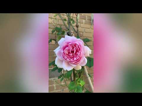 Video: Teh-hybrid rose Pascal