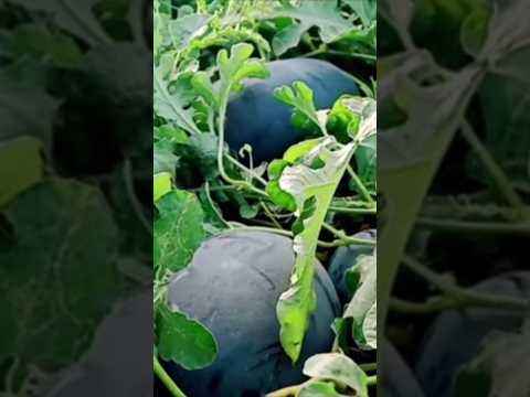 How to grow