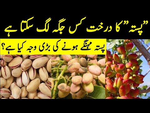 How To Grow Pistachio Pista From Seeds Complete Growing Giude From