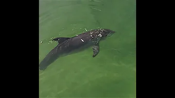 Афалина Винтер — Clearwater Marine Aquarium