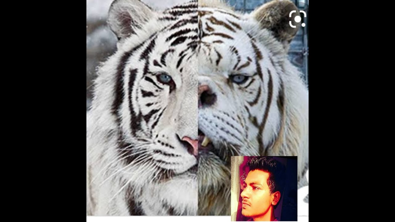 The white tiger Netflix movie review Hollywood movie shivam giri