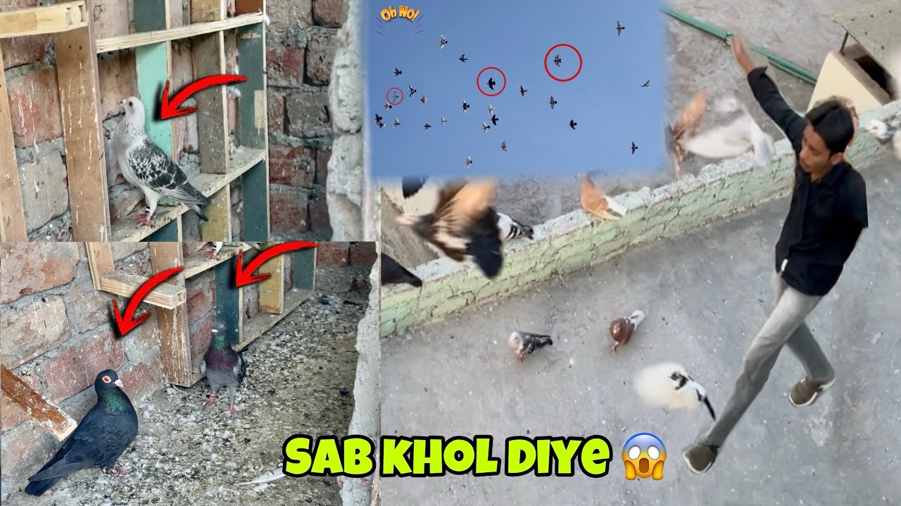 3 pakde hue kabutro ke par khol kr Udaya 😱 || ye kiya Kara Aman ne 😰