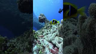 Nine-Brained Alien of the Deep Sea