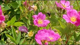 Bay Ridge Brooklyn Bumblebee Collecting Pollen in Slow Motion