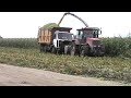 уборка кукурузы на силос 2017 в Беларуси