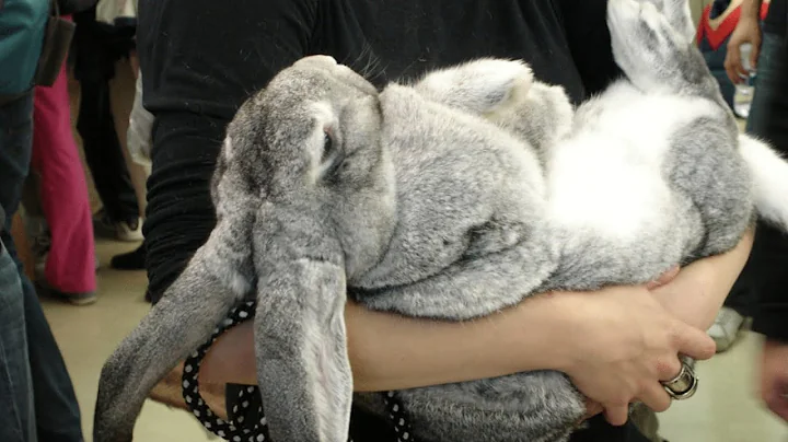 Flemish Giant Rabbit | Gentle Giants