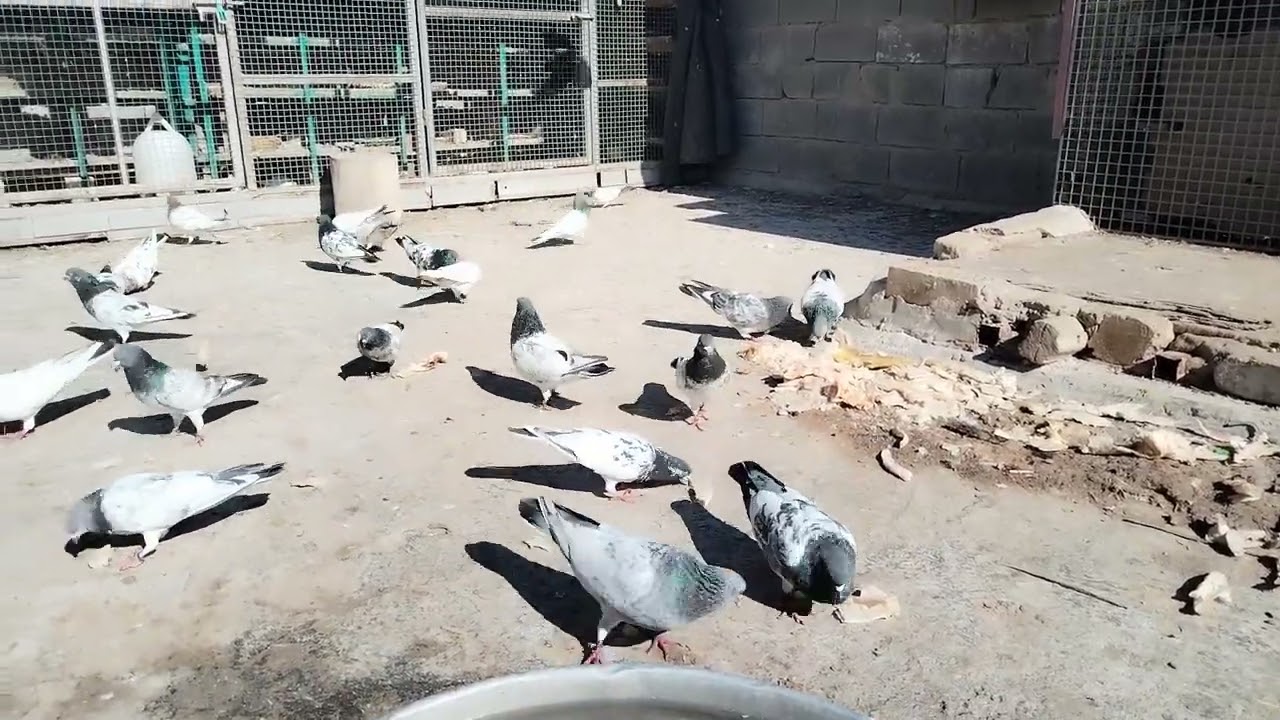 الخبز اليابس انطي للطيور لو لاااا