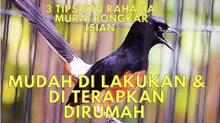 LAKUKAN ini!! 3 Rahasia Agar Murai Bongkar Isian, Ternyata Simpel Banget!