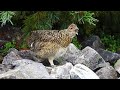 蝶ヶ岳の雷鳥の若鳥