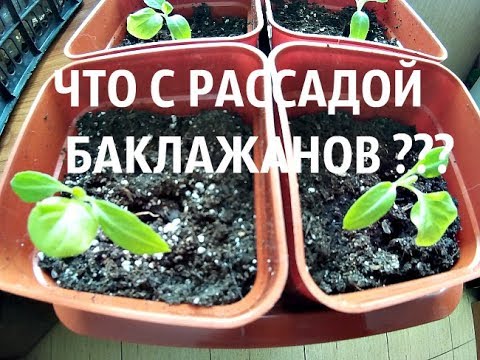 Что с рассадой баклажанов?