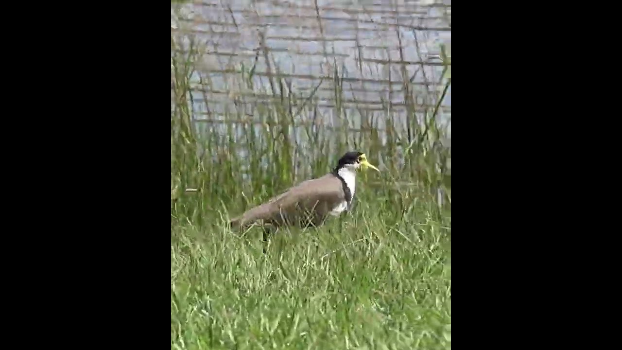 Masked Lapwing  