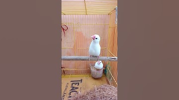 white Java Sparrow