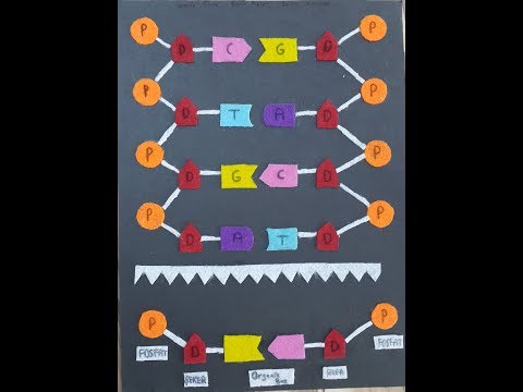 Video: Aktuelle Perspektiven Zu Mechanismen Des Einbaus Und Der Verarbeitung Von Ribonukleotiden In Säugetier-DNA