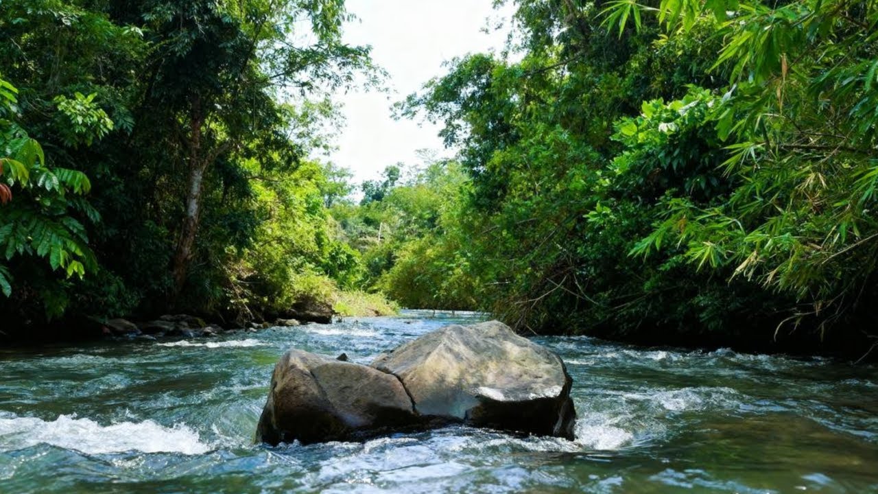 CALMING RIVER LIVE NATURE AMBIENCE FOR SLEEP, FOCUS & HEALING
