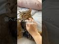 猫への愛が強い飼い主の特徴3選 #猫 #ねこ #猫のいる暮らし #ねこ動画 #猫動画 #ねこのいる生活 #猫好きさんと繋がりたい #雑学 #豆知識 VOICEVOX:ずんだもん