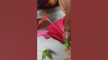 Dissection of hibiscus flower ( without bio lab) Part -7