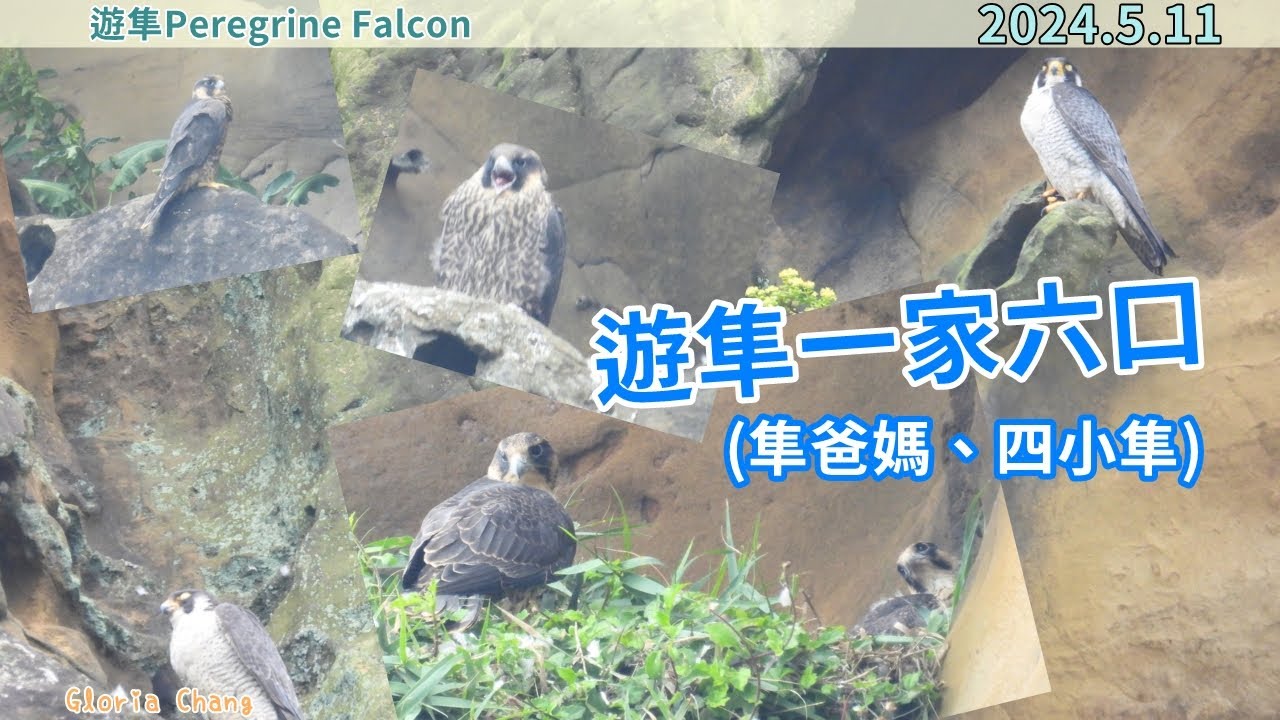 20240511 遊隼一家六口(隼爸媽與四小隼)【遊隼Peregrine Falcon】 - YouTube
