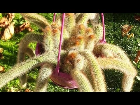Video: Cleistocactus Cinsi: Büyüyen Cleistocactus Kaktüs Bitkileri