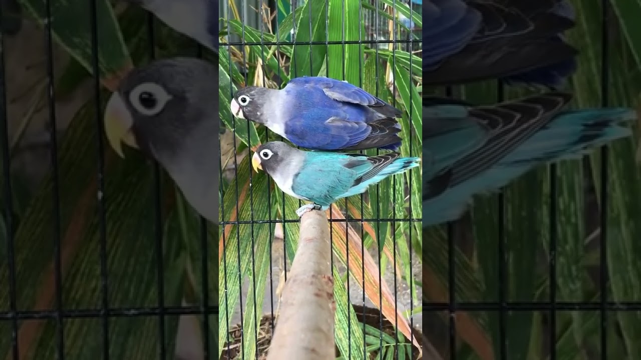African lovebird ll violet mask x blue mask ll best lovebird pair 