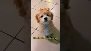 Top 5 dòng chó Chihuahua lai sẽ trông như thế nào? #pets #dog   #chó