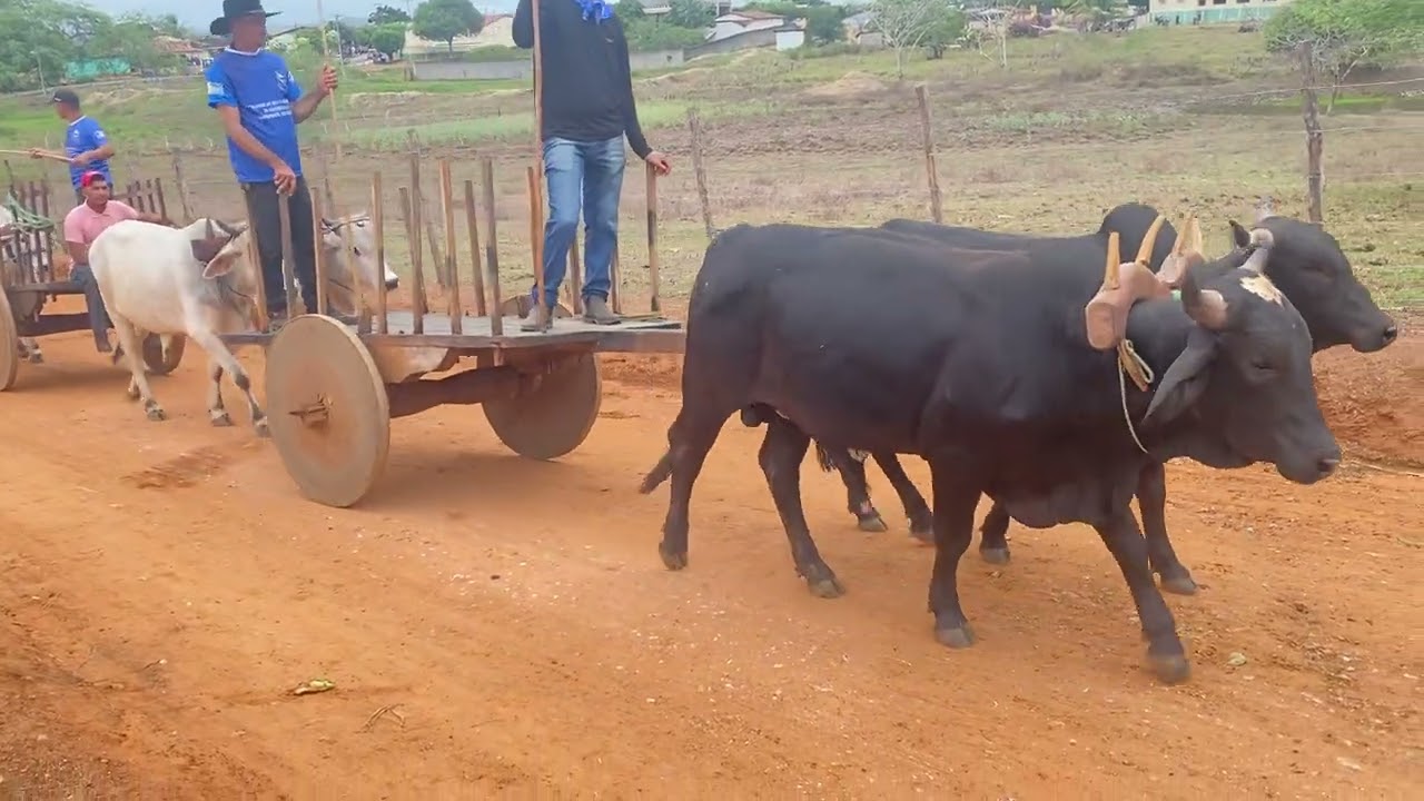 Carros de bois na Lagoa do capim.