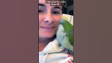 You Won’t Be Able to Stop Laughing at These Parrots! 🤣🦜