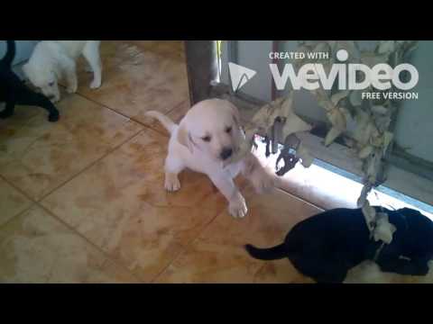 ლაბრადორის ლეკვები