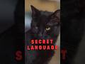 Signs Your Cat LOVES You #shorts