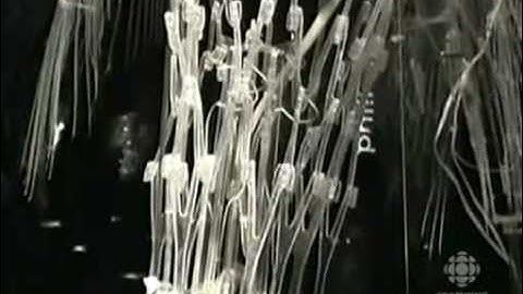 CBC News "Future of Architecture" - Philip Beesley