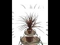 20 inch Grass Bush PVC Autumn Color