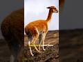 Vicuña: The Golden Fleece of the Andes | Rare Wildlife &amp; Animal Conservation. Mp3 Song