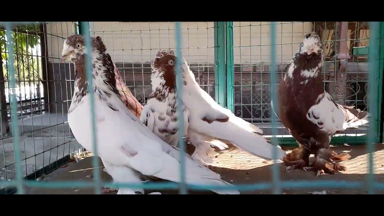 Андижанский Високолетные Голуби