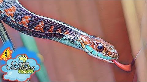 My snake collection 2022, Introducing  my Garter Snakes to a Bioactive Enclosure.