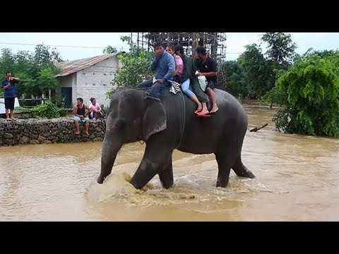 Elephants help rescue