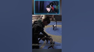 Cats in Hogwarts Legacy 🐈