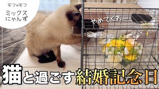 いくつになってもイタズラ好きな猫|シャムミックス #40 - YouTube