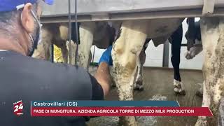 Castrovillari (CS):  Fase di Mungitura Azienda Agricola “Torre di Mezzo Milk Production”