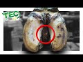 ROTTEN GROWTH RIDDLED WITH INFECTION | TEC TV