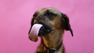 FUNNY ANIMALS GREATEST HITS 2014 - part 1 FUNNY ANIMALS GREATEST HITS 2014 - part 1