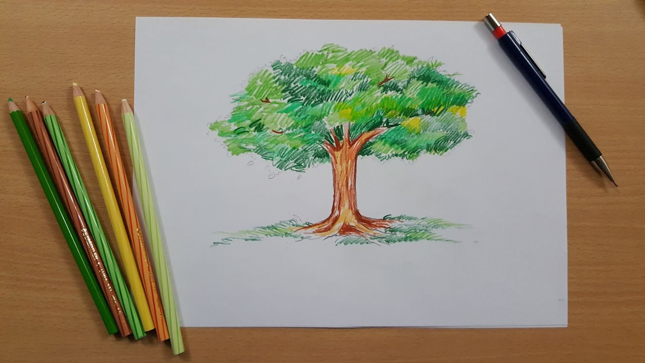 Featured image of post Easy Tree Drawing Colored Pencils - Pencil sketch drawing art drawings sketches tulip drawing sketches best pencil cool drawings flower drawings drawing tutorial online drawing fairy pictures fairy coloring coloring pages fairy fish drawing pencil sketch step by step.fish sketch very easy.painting by raj art ajmer.