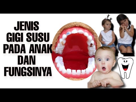 Video: Urutan (rajah) Letusan Gigi Susu Pada Kanak-kanak