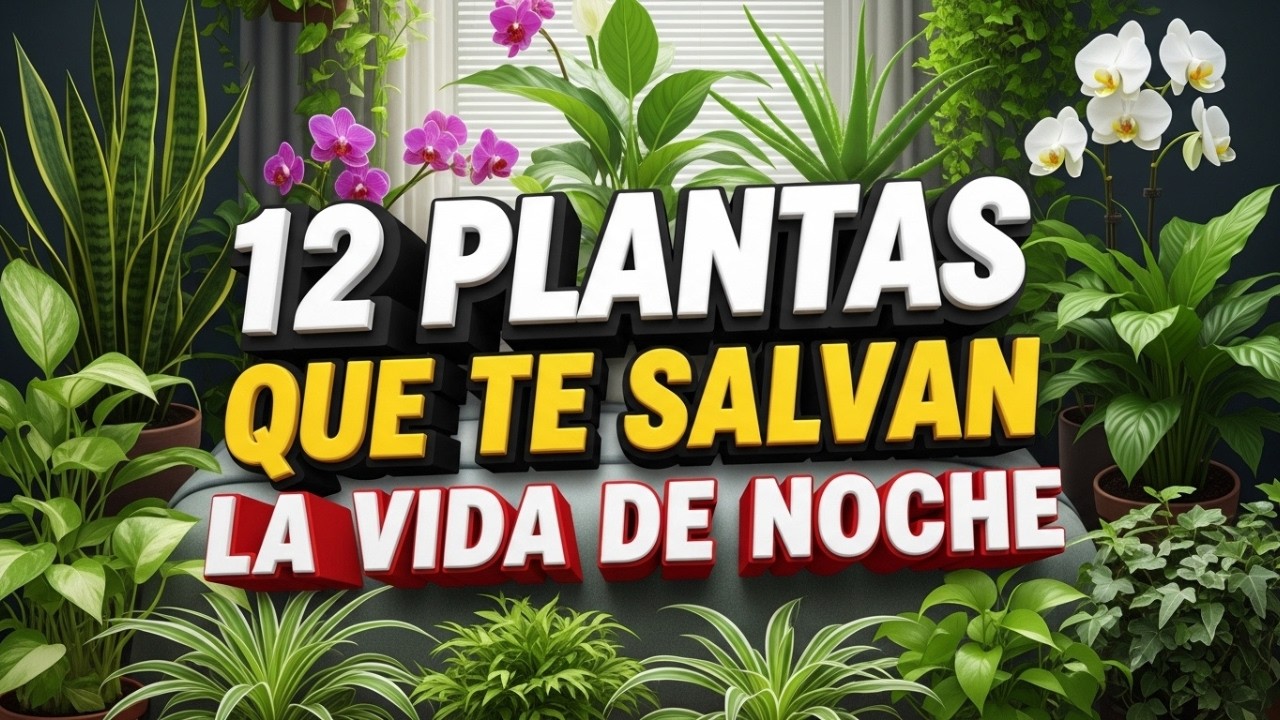 🌿12 PLANTAS PURIFICADORAS que OXIGENAN Dormitorios de NOCHE en 7 DÍAS💚(La #12 Libera O2 24/7)