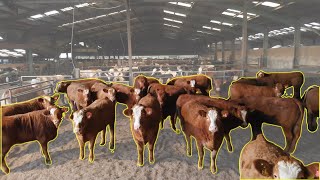 The 🏴󠁧󠁢󠁳󠁣󠁴󠁿 Farm Finishing 3000 Cattle a Year!