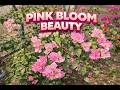 ealing Rain Sounds | Pure Relax ZonePeaceful Rain Forest #relaxing music#natural music