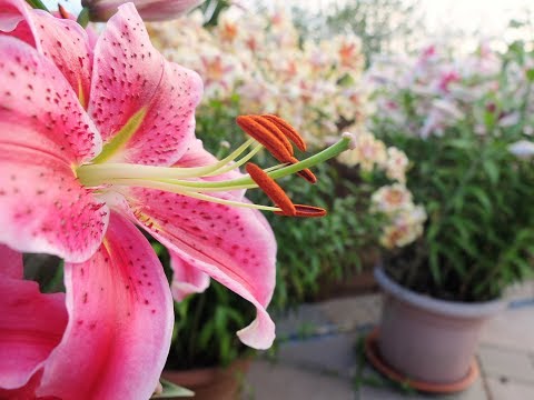 How to cut back old dead lily stems