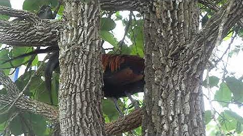 Tus no dib tuaj zoo heev (2)(ไก่ต่อสายหมานมีเชลยแล้ว)