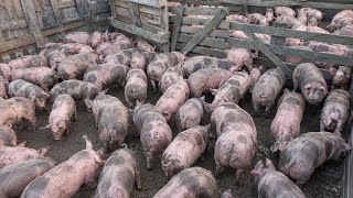 FEIRA DE PORCO EM CAMPINA GRANDE-PB 03-06-2026  